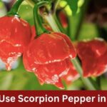 How to Use Scorpion Pepper in Dishes