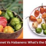 is scotch bonnet pepper the same as habanero