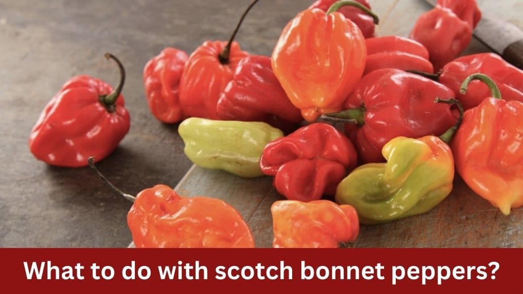 what to do with scotch bonnet peppers
