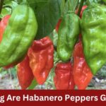 how long are habanero peppers good for